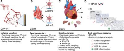BMP2 gene transfer induces pericardial effusion and inflammatory response in the ischemic porcine myocardium